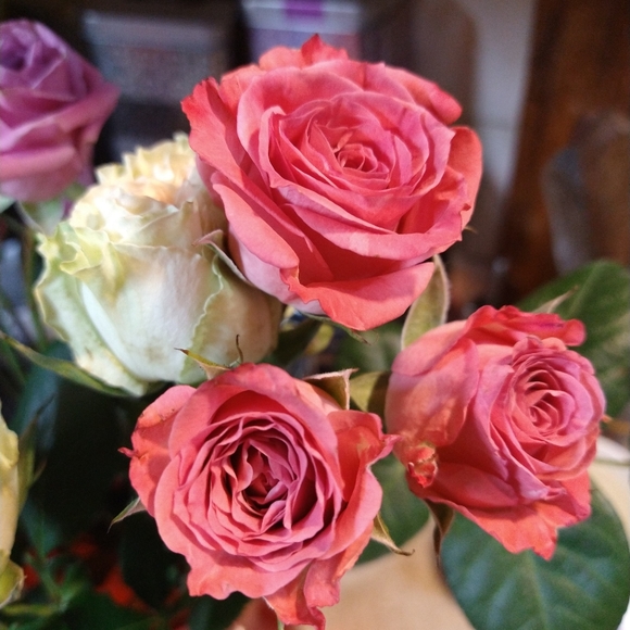 Meet your Posher, Kristyl - Picture 2 of 2